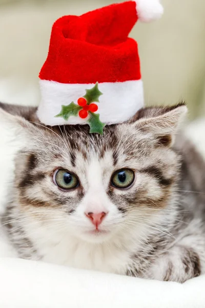 Gatito de Navidad —  Fotos de Stock