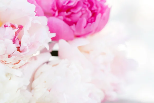 Fresh peonies — Stock Photo, Image