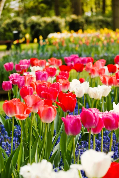 Jardín de primavera — Foto de Stock