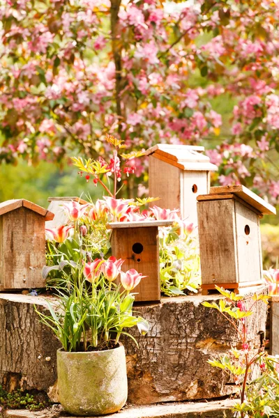 Lentetuin — Stockfoto