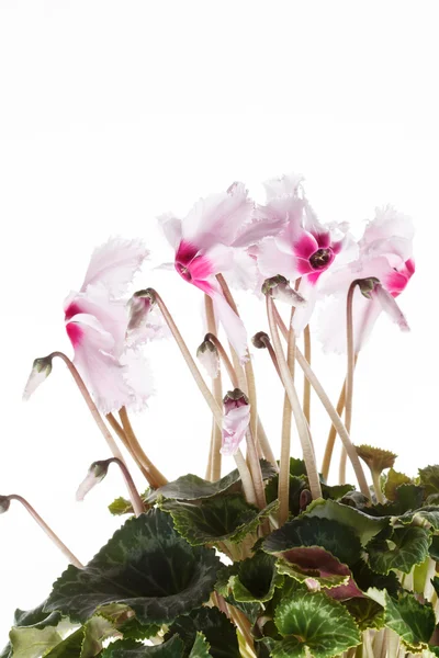 Blüten rosa Cyclamen — Stockfoto