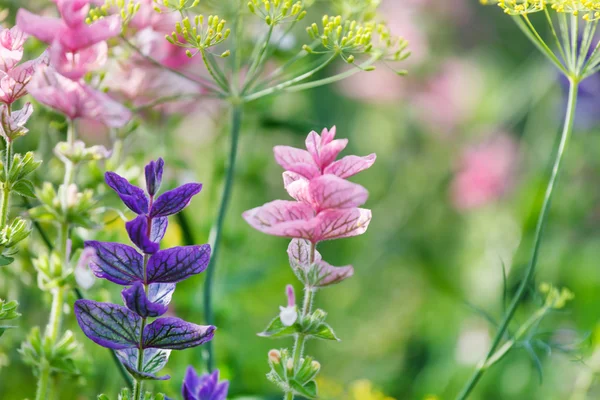 Purple flowers — Stock Photo, Image