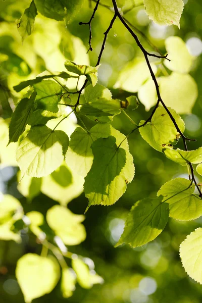 Green leaves — Stock Photo, Image