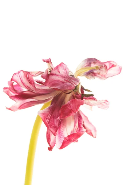 Тюльпан на белом — стоковое фото