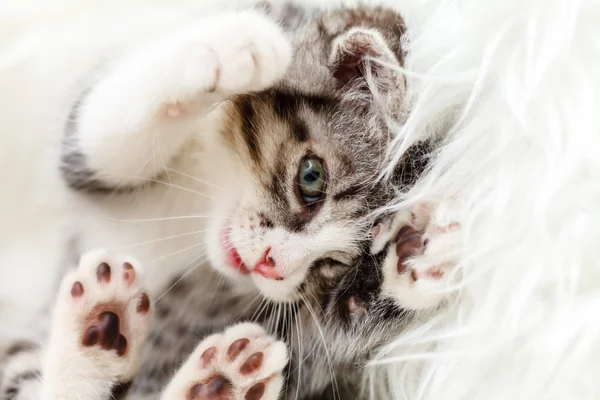 Nice kitten — Stock Photo, Image