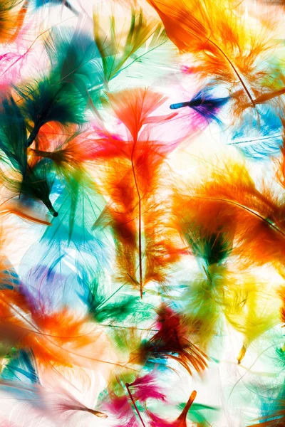 Colorful feathers — Stock Photo, Image