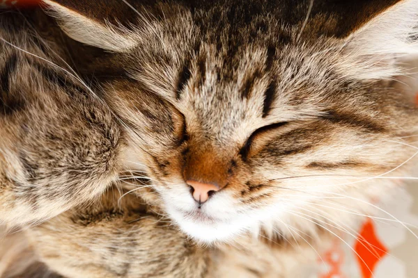 Nukkuva kissa — kuvapankkivalokuva