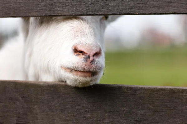 Hoofd van de geit — Stockfoto