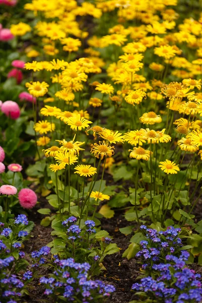 Jardim de primavera — Fotografia de Stock