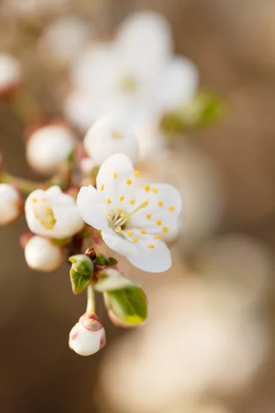 Giardino primaverile — Foto Stock