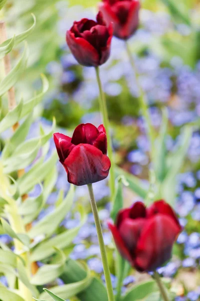 Belles tulipes — Photo