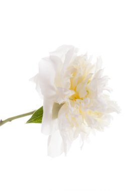 Beyaz şakayık çiçeği