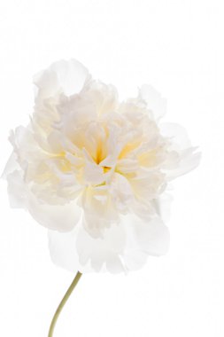 Beyaz şakayık çiçeği