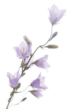 Mor bluebell çiçekler