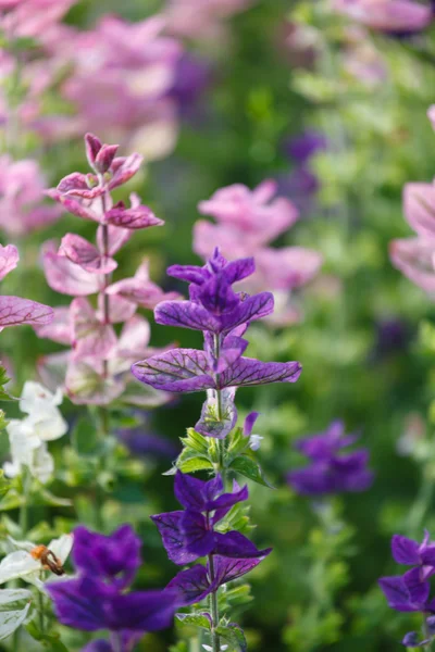 Fleurs violettes sur le champ — Photo