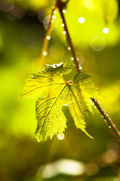 Drops on grape leaf — Stock Photo, Image