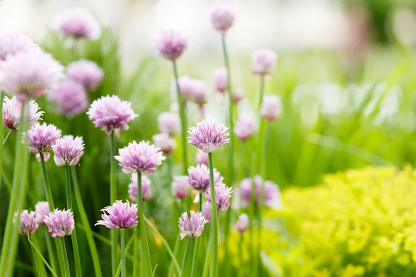 Paarse bloemen en gras — Stockfoto