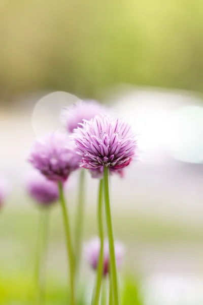 Фиолетовые цветы крупным планом — стоковое фото