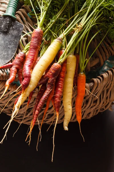 Carrots in wickered baske — Stock Photo, Image