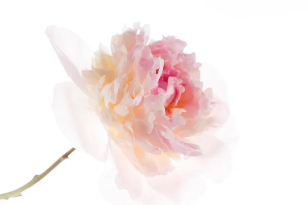 Bunga peony merah muda — Stok Foto
