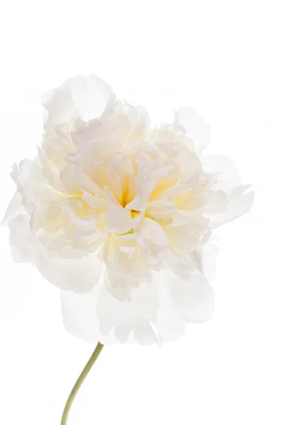 Fiore di peonia bianca — Foto Stock
