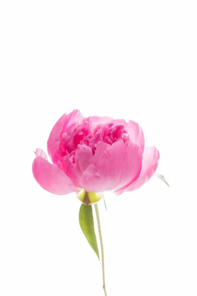 Fiore di peonia rosa — Foto Stock