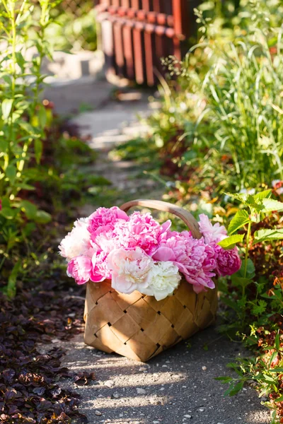 Peônias cor-de-rosa na cesta — Fotografia de Stock