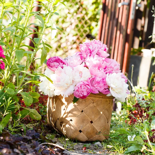 Peônias cor-de-rosa na cesta — Fotografia de Stock