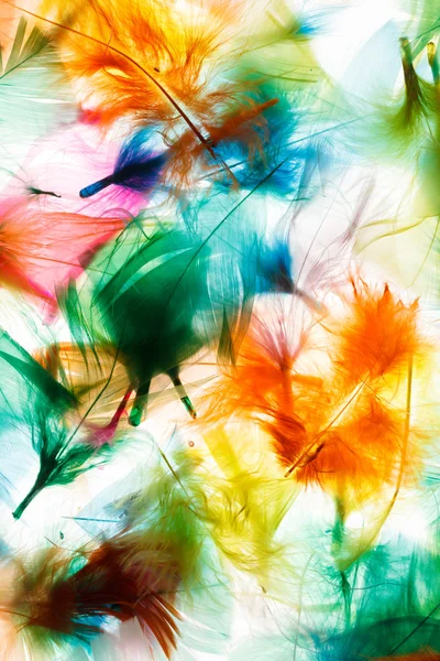 Colorful feathers — Stock Photo, Image