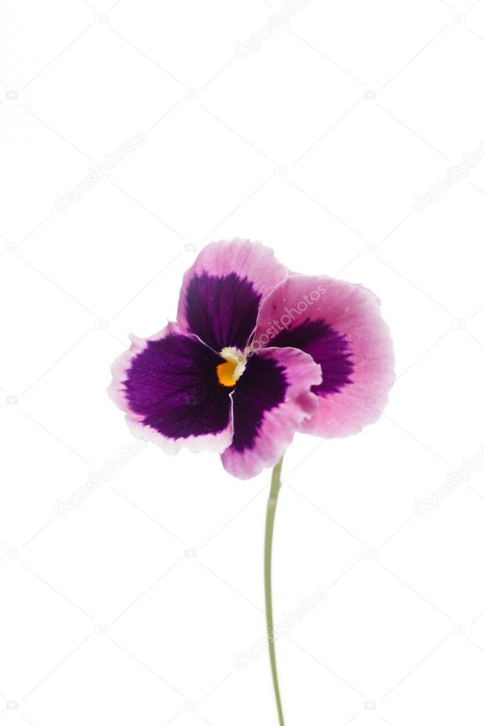 Purple viola flower