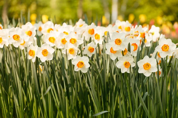 Jarní bílý Narcis — Stock fotografie