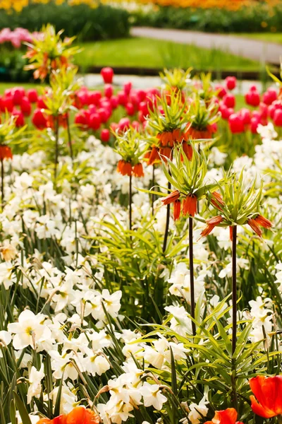 Spring white narcissus — Stock Photo, Image