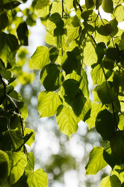 Green leaves on blurred background — Stock Photo, Image