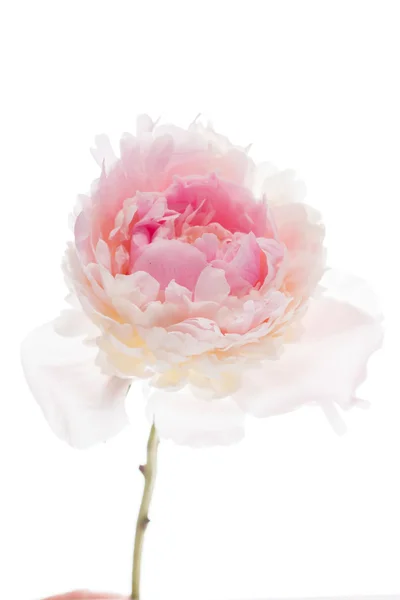 Rosa pion blomma — Stockfoto