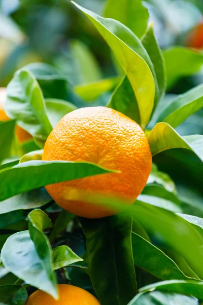 果実のあるオレンジの木 — ストック写真