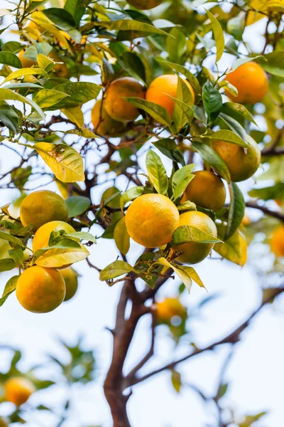 Pohon jeruk dengan buah — Stok Foto