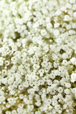 birçok beyaz çiçek