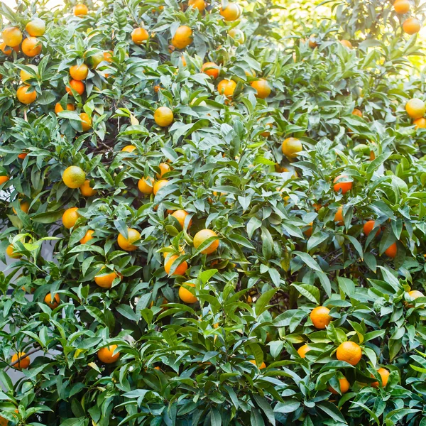 Tree with ripe tangerines — Stock Photo, Image