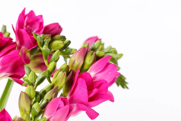 Closeup freesia roxa — Fotografia de Stock