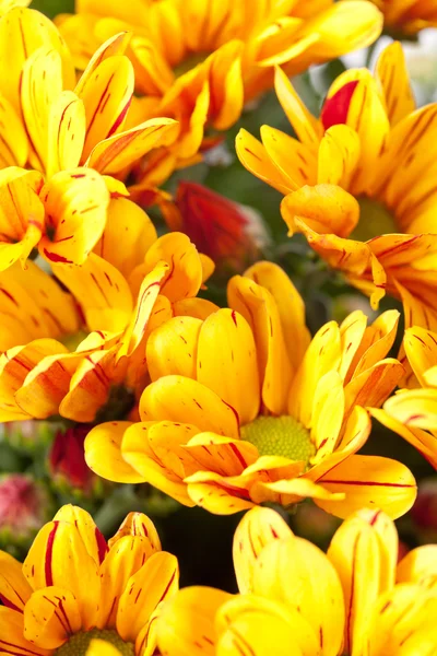 Chrysanthemum blommor närbild — Stockfoto