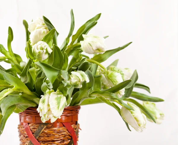 Tulipani bianchi su bianco — Foto Stock