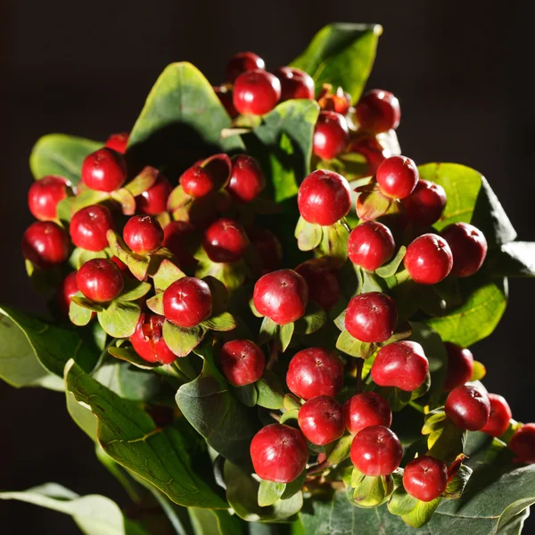 Bos van Kerstmis bessen — Stockfoto