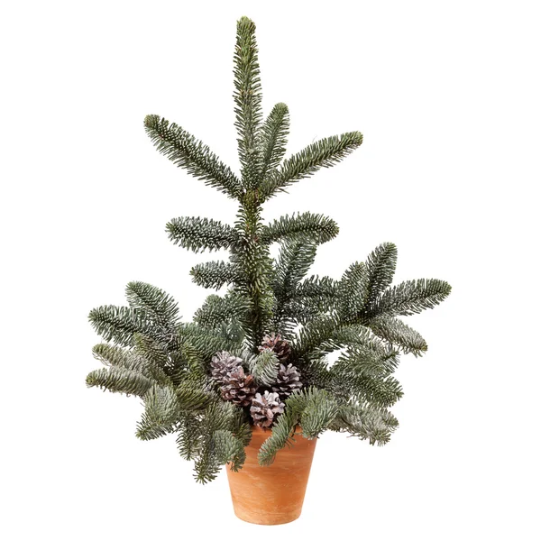 Small Christmas tree in flower pot — Stock Photo, Image