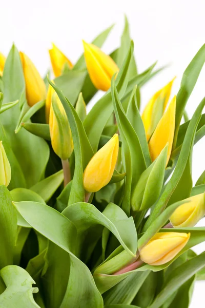Желтые тюльпаны на белом — стоковое фото