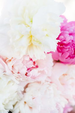 Taze peonies portre