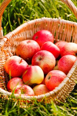 Sepette kırmızı elmalar