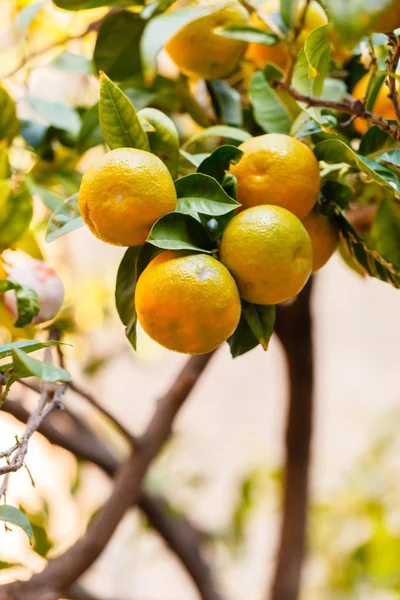 Orangenzweig — Stockfoto