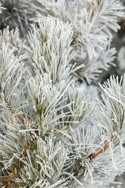 Frost'un üzerinde iğne ile köknar ağacı — Stok fotoğraf