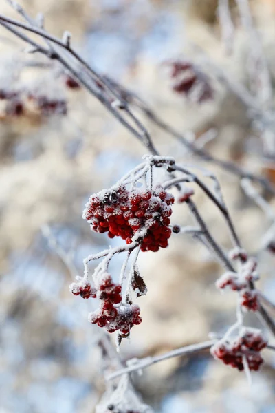 Ashberry kvist med snö — Stockfoto