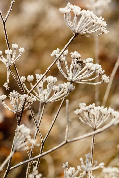 Blommor är täckt av snö — Stockfoto